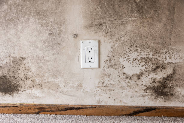 Best Basement Mold Removal  in Eutaw, AL
