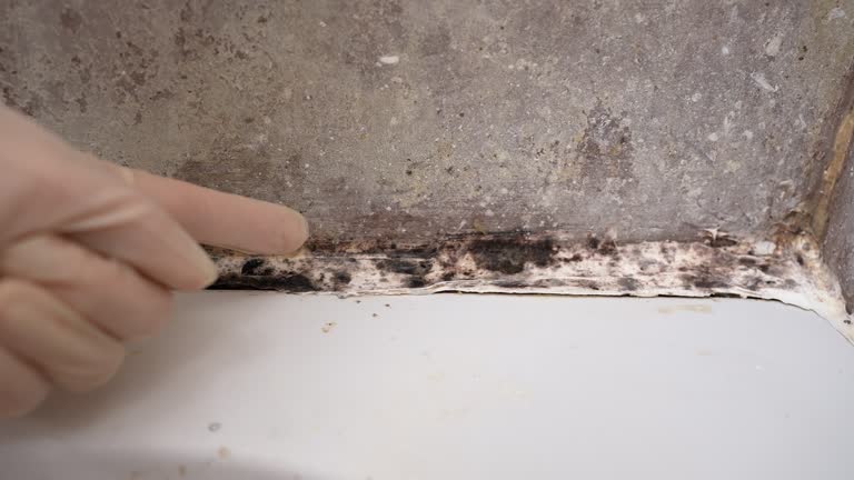 Best Post-Construction Mold Inspection  in Eutaw, AL