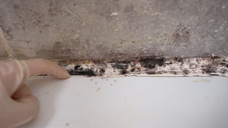 Best Mold Remediation for Healthcare Facilities  in Eutaw, AL